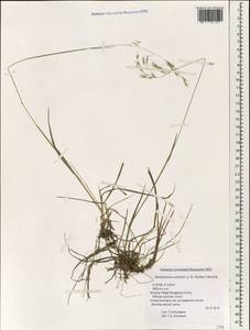 Helictotrichon schmidii (Hook.f.) Henrard, South Asia, South Asia (Asia outside ex-Soviet states and Mongolia) (ASIA) (China)