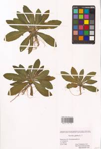 Turritis glabra L., Eastern Europe, Western region (E3) (Russia)