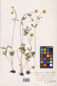 Ranunculus pedatus Waldst. & Kit., Eastern Europe, Lower Volga region (E9) (Russia)