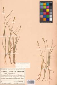 Carex brunnescens (Pers.) Poir., Siberia, Western Siberia (S1) (Russia)