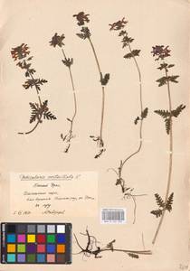 MHA 0 162 333, Pedicularis verticillata, Eastern Europe, Eastern region (E10) (Russia)