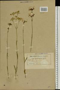 Silene flos-cuculi (L.) Greuter & Burdet, Eastern Europe, Belarus (E3a) (Belarus)