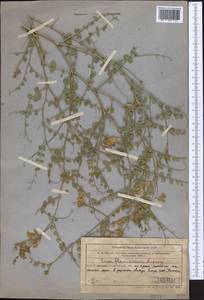 Cicer flexuosum Lipsky, Middle Asia, Western Tian Shan & Karatau (M3) (Uzbekistan)