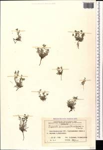 Lappula spinocarpos (Forssk.) Asch., Caucasus, Azerbaijan (K6) (Azerbaijan)