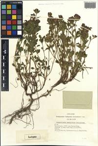 Scutellaria mongolica Sobolevsk., Siberia, Altai & Sayany Mountains (S2) (Russia)