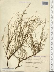 Calligonum aphyllum (Pall.) Gürke, Caucasus, Dagestan (K2) (Russia)