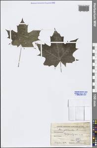 Acer platanoides L., Eastern Europe, Moscow region (E4a) (Russia)