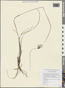 Eriophorum scheuchzeri Hoppe, Siberia, Russian Far East (S6) (Russia)