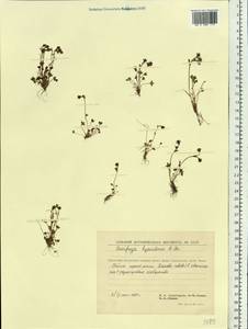 Saxifraga hyperborea R. Br., Siberia, Chukotka & Kamchatka (S7) (Russia)