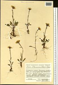 Tephroseris integrifolia subsp. atropurpurea (Ledeb.) B. Nord., Siberia, Central Siberia (S3) (Russia)