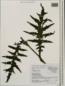 Cirsium ×hybridum W. D. J. Koch ex DC., Eastern Europe, Central region (E4) (Russia)