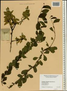 Prunus, Eastern Europe, West Ukrainian region (E13) (Ukraine)