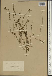 Micromeria persica Boiss., South Asia, South Asia (Asia outside ex-Soviet states and Mongolia) (ASIA) (Iran)