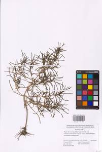 Soda inermis (Moench) Fourr., Eastern Europe, Lower Volga region (E9) (Russia)