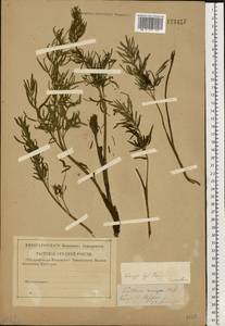 Kadenia dubia (Schkuhr) Lavrova & V.N.Tikhom., Eastern Europe, Central region (E4) (Russia)