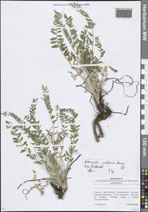 Astragalus wolgensis Bunge, Eastern Europe, Lower Volga region (E9) (Russia)