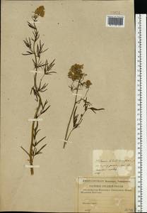 Thalictrum lucidum L., Eastern Europe, Western region (E3) (Russia)