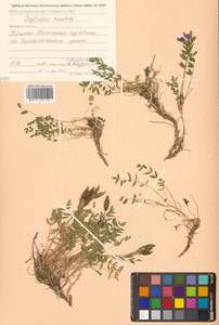 Oxytropis revoluta Ledeb., Siberia, Chukotka & Kamchatka (S7) (Russia)