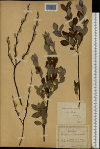 Salix aurita × livida, Eastern Europe, Central region (E4) (Russia)