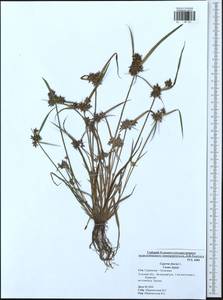 Cyperus fuscus L., Eastern Europe, Central region (E4) (Russia)