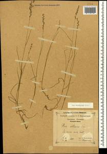 Poa caucasica Trin., Caucasus, Krasnodar Krai & Adygea (K1a) (Russia)