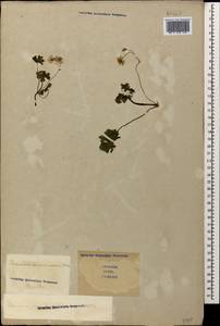 Geranium divaricatum Ehrh., Caucasus, Stavropol Krai, Karachay-Cherkessia & Kabardino-Balkaria (K1b) (Russia)