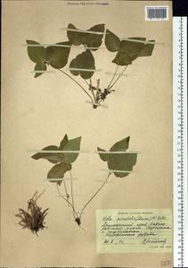 Viola orientalis (Maxim.) W. Becker, Siberia, Russian Far East (S6) (Russia)