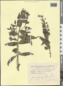 Caccinia macranthera (Banks & Sol.) Brand, Caucasus, Azerbaijan (K6) (Azerbaijan)