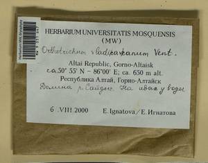 Lewinskya vladikavkana (Venturi) F. Lara, Garilleti & Goffinet, Bryophytes, Bryophytes - Western Siberia (including Altai) (B15) (Russia)