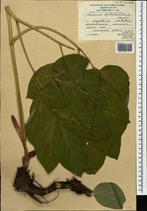 Paeonia wittmanniana Hartw. ex Lindl., Caucasus, South Ossetia (K4b) (South Ossetia)