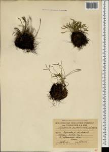 Asplenium septentrionale (L.) Hoffm., Caucasus, South Ossetia (K4b) (South Ossetia)