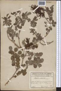 Glycyrrhiza aspera Pall., Middle Asia, Syr-Darian deserts & Kyzylkum (M7) (Kazakhstan)