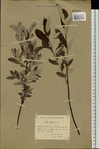 Salix lapponum L., Siberia, Western Siberia (S1) (Russia)
