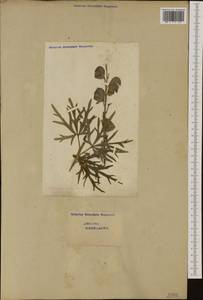 Aconitum napellus, Western Europe (EUR) (Switzerland)