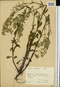 Silene dichotoma Ehrh., Eastern Europe, Central region (E4) (Russia)