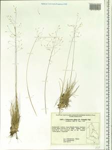 Ptilagrostis alpina (F.Schmidt) Sipliv., Siberia, Russian Far East (S6) (Russia)