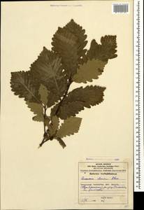 Quercus petraea subsp. polycarpa (Schur) Soó, Caucasus, Azerbaijan (K6) (Azerbaijan)