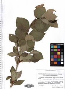 Populus simonii Carrière, Eastern Europe, Middle Volga region (E8) (Russia)