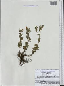 Potentilla recta subsp. obscura (Willd.) Arcang., Caucasus, North Ossetia, Ingushetia & Chechnya (K1c) (Russia)