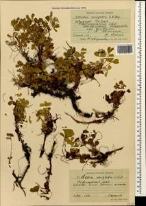 Sibbaldia parviflora Willd., Caucasus, Stavropol Krai, Karachay-Cherkessia & Kabardino-Balkaria (K1b) (Russia)