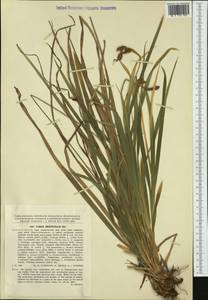 Carex brevicollis DC., Western Europe (EUR) (Slovakia)