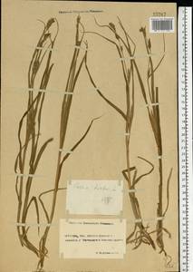 Carex hirta L., Eastern Europe, Rostov Oblast (E12a) (Russia)
