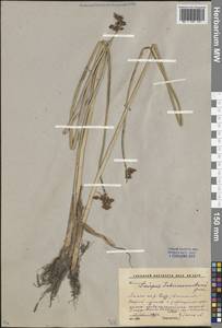 Schoenoplectus tabernaemontani (C.C.Gmel.) Palla, Eastern Europe, Rostov Oblast (E12a) (Russia)