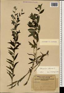 Lithospermum officinale L., Caucasus, Armenia (K5) (Armenia)