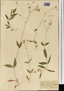 Cerastium pauciflorum Stev. ex Ser., Mongolia (MONG) (Mongolia)