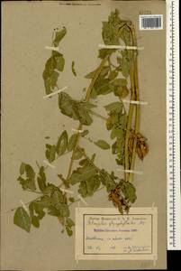 Astragalus glycyphylloides DC., Caucasus, Armenia (K5) (Armenia)