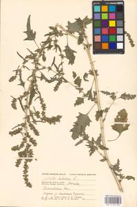 Atriplex tatarica L., Eastern Europe, Moscow region (E4a) (Russia)