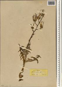 Lactuca tuberosa Jacq., South Asia, South Asia (Asia outside ex-Soviet states and Mongolia) (ASIA) (Turkey)