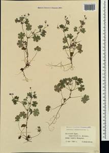 Geranium rotundifolium L., Crimea (KRYM) (Russia)