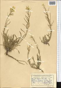 Erysimum flavum subsp. altaicum (C.A. Mey.) Polozhij, Middle Asia, Northern & Central Tian Shan (M4) (Kyrgyzstan)
